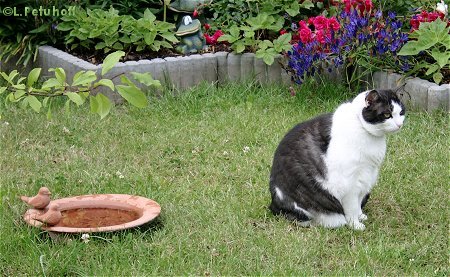 Dicke Katze im Garten