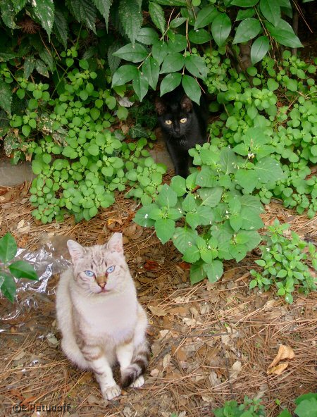 Schwarzes Kitty und blauugige Katze. Florenz.