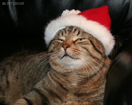 Katze als Nikolaus