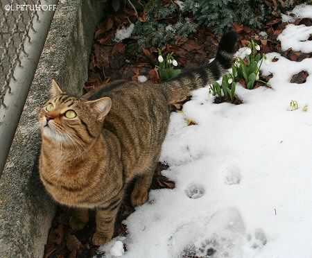 Katze und Schneeglckchen